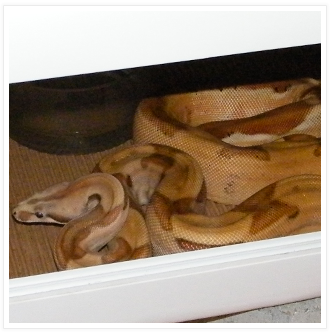 Supersalmon het anery