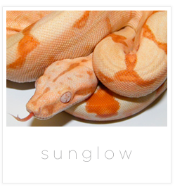 bci sunglow