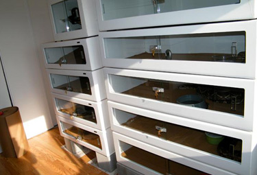 Bienvenue sur dunnsnakes.com